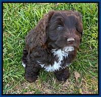 Callie Texas pups 7 weeks old 11