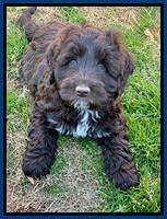 Callie Texas pups 7 weeks old 41