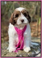 Sande family:  "Charli"8 week weight: 6 lbs 14 oz Chocolate Sable Parti