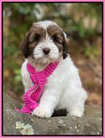 Callie Texas 8 wks old 71