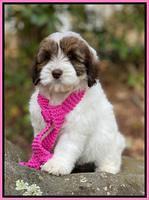 Callie Texas 8 wks old 91