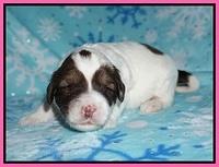 Callie Texas pups 2 wks old 41