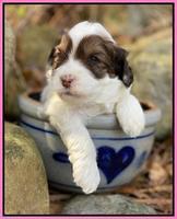 Callie Texas pups 3 wks old 61