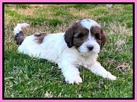 Callie Texas pups 7 weeks old 51