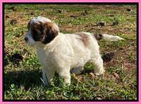 Callie Texas pups 7 weeks old 71