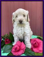 Callie Texas 6 wks old 131