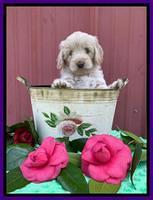 Callie Texas 6 wks old 151