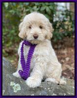 Callie Texas 8 wks old 121