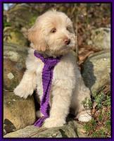 Callie Texas 8 wks old 131