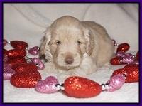Callie Texas pups 4 wks old 101