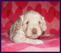 Callie Texas pups 4 wks old 91