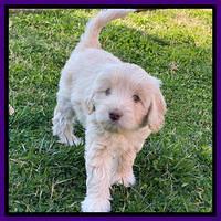 Callie Texas pups 7 weeks old 141