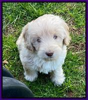 Callie Texas pups 7 weeks old 161
