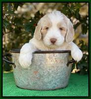 Callie Texas 5 wks old 221