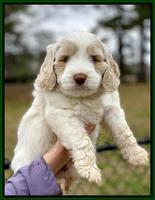 Callie Texas 6 wks old 161