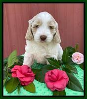 Callie Texas 6 wks old 171