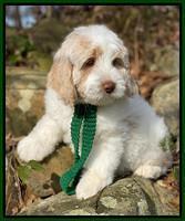 Callie Texas 8 wks old 141