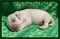 Callie Texas pups 1 wk old 91