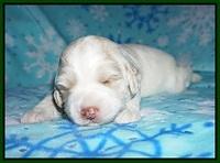 Callie Texas pups 2 wks old 71