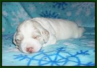 Callie Texas pups 2 wks old 81