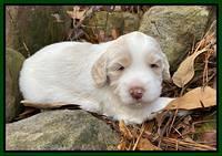 Callie Texas pups 3 wks old 171
