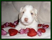 Callie Texas pups 4 wks old 141