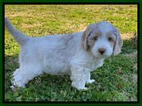Callie Texas pups 7 weeks old 201
