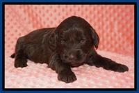 Caymen Solo pups 3 wks old 21