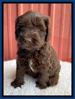 Caymen Solo pups 5 wks old 31