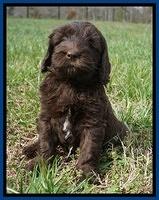 Caymen Solo pups 7 wks old41