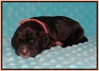 Cayman Solo Newborn 101