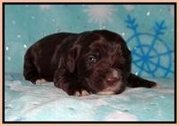 Cayman Solo pups 2 wk old 121