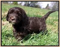 Caymen Solo pups 7 wks old401