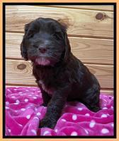 Caymen solo pups 6 wks old 491