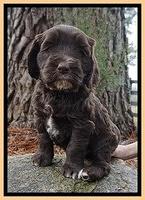 Caymen solo pups 6 wks old 501