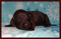 Cayman Solo pups 2 wk old 31