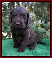Caymen Solo pups 4 wks old 41