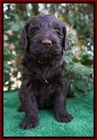 Caymen Solo pups 4 wks old 51