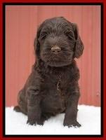 Caymen Solo pups 5 wks old 41