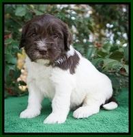Caymen Solo pups 4 wks old 81
