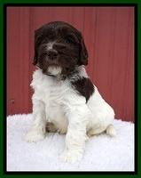 Caymen Solo pups 5 wks old 101