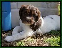 Caymen Solo pups 7 wks old111