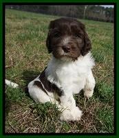 Caymen Solo pups 7 wks old141