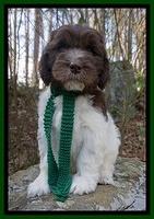 Caymen Solo pups 8 wks old 321