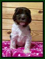 Caymen solo pups 6 wks old 141