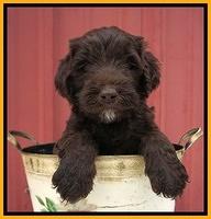 Caymen Solo pups 5 wks old 121