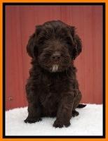 Caymen Solo pups 5 wks old 131