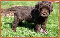 Caymen Solo pups 7 wks old151