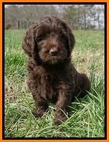 Caymen Solo pups 7 wks old161