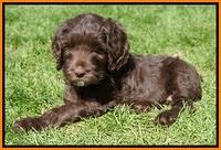 Caymen Solo pups 7 wks old181